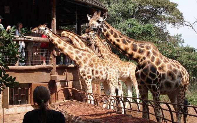 Giraffe Center